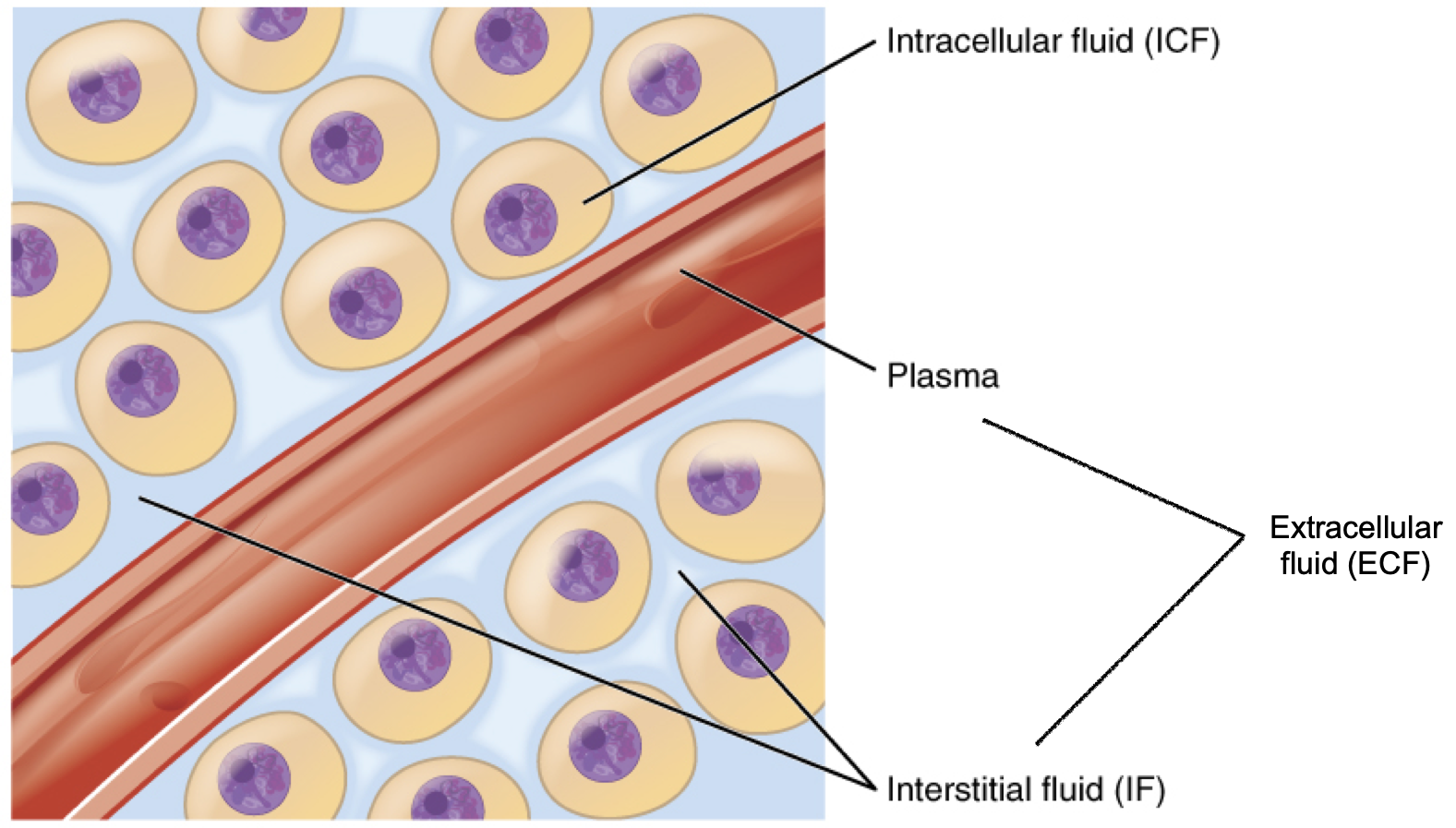 This diagram shows a small blood vessel surrounded by several body cells. The fluid between the body cells is the interstitial fluid (IF), which is a type of extracellular fluid (ECF). The fluid in the blood vessel is also an example of extracellular fluid. The fluid in the cytoplasm of each body cell is intracellular fluid, or ICF.