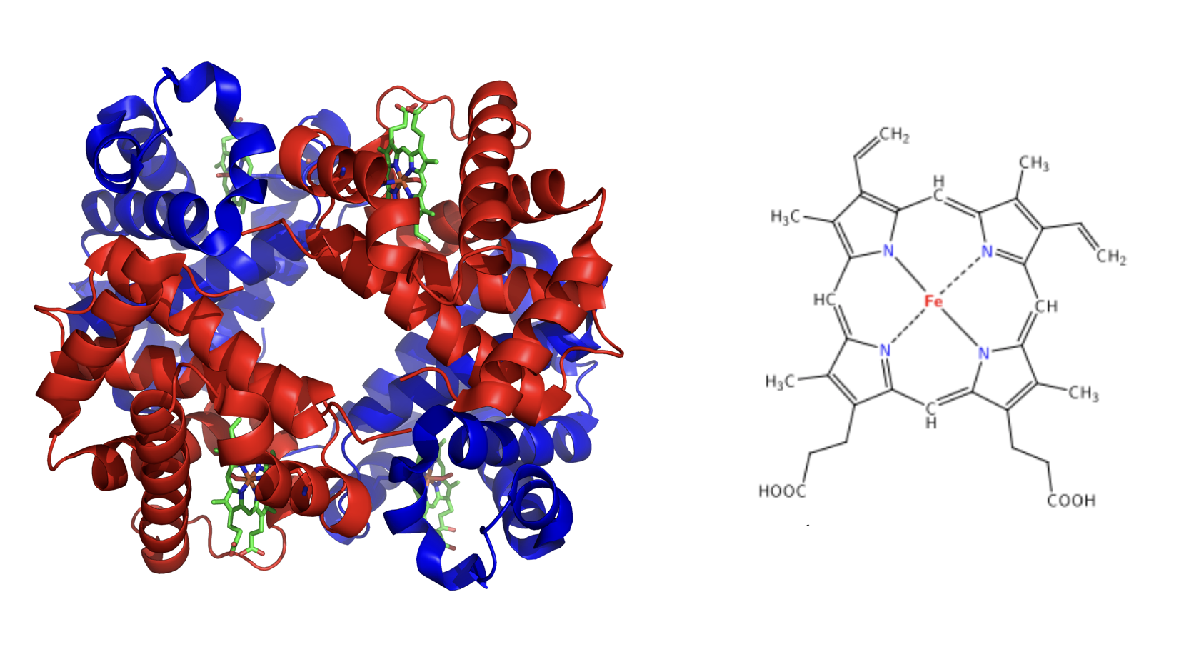 On the left the structure of hemoglobin includes four globular peptides (shown in blue and red), that come together to form the protein hemoglobin. Each of these peptides has an iron-containing heme molecule in the middle (shown in green). On the right is a closer look of the heme complex which is composed of a ringlike organic compound to which an iron atom is attached in the middle.