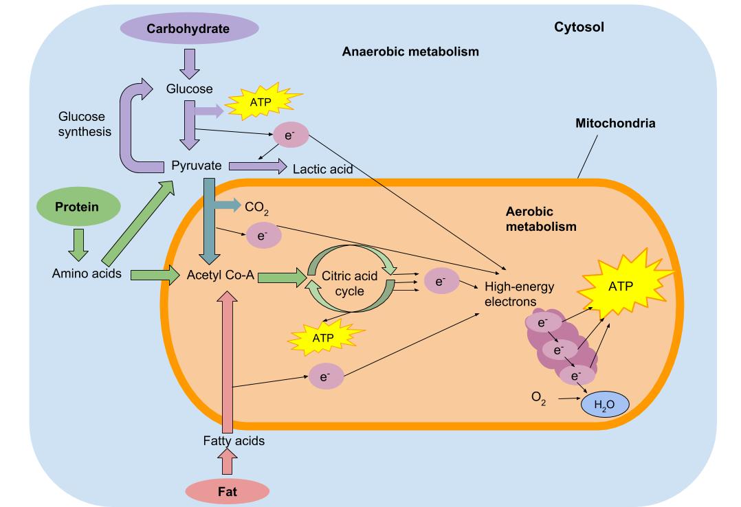The image depicts the anaerobic and aerobic metabolic cycles in the cells of the body. The image shows carbohydrate being used for fuel in anaerobic metabolism and shows carbohydrate, fat, and protein all being used for fuel in aerobic metabolism.