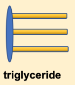 The structure of a triglyceride is often depicted as a simplified drawing of the glycerol backbone and three fatty acids. This drawing shows a simple vertically aligned oval with three horizontal rectangles attached to the right side of the oval.
