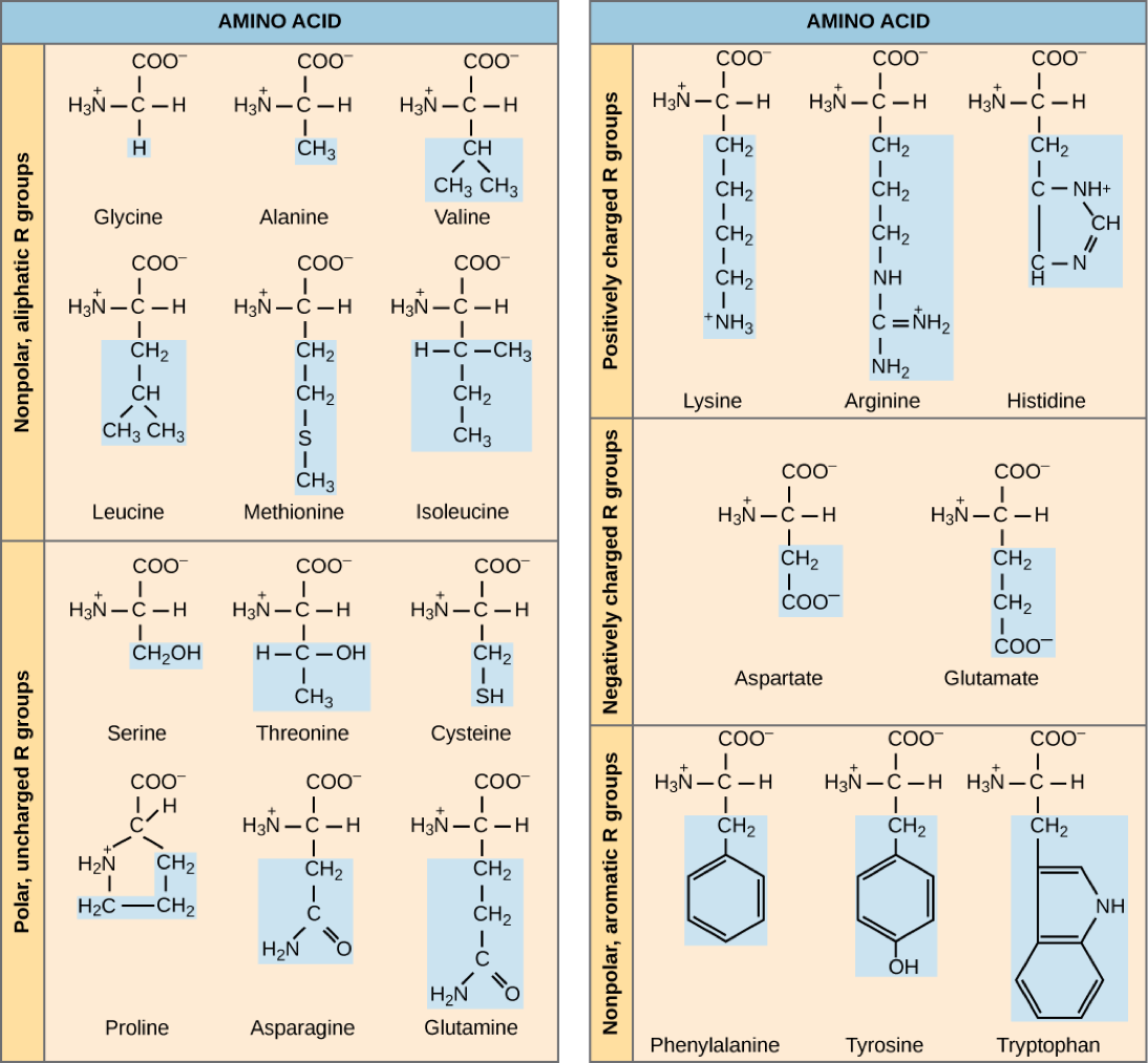 This image categorizes amino acids based on their side chain. Nonpolar, aliphatic side chains (glycine, alanine, leucine, methionine, valine, and isoleucine), polar side chains (serine, threonine, cysteine, proline, asparagine, and glutamine), positively charged side chains (lysine, arginine, and histidine), negatively charged side chains (aspartate, and glutamate), and nonpolar, aromatic side chains (phenylalanine, tyrosine, and tryptophan).