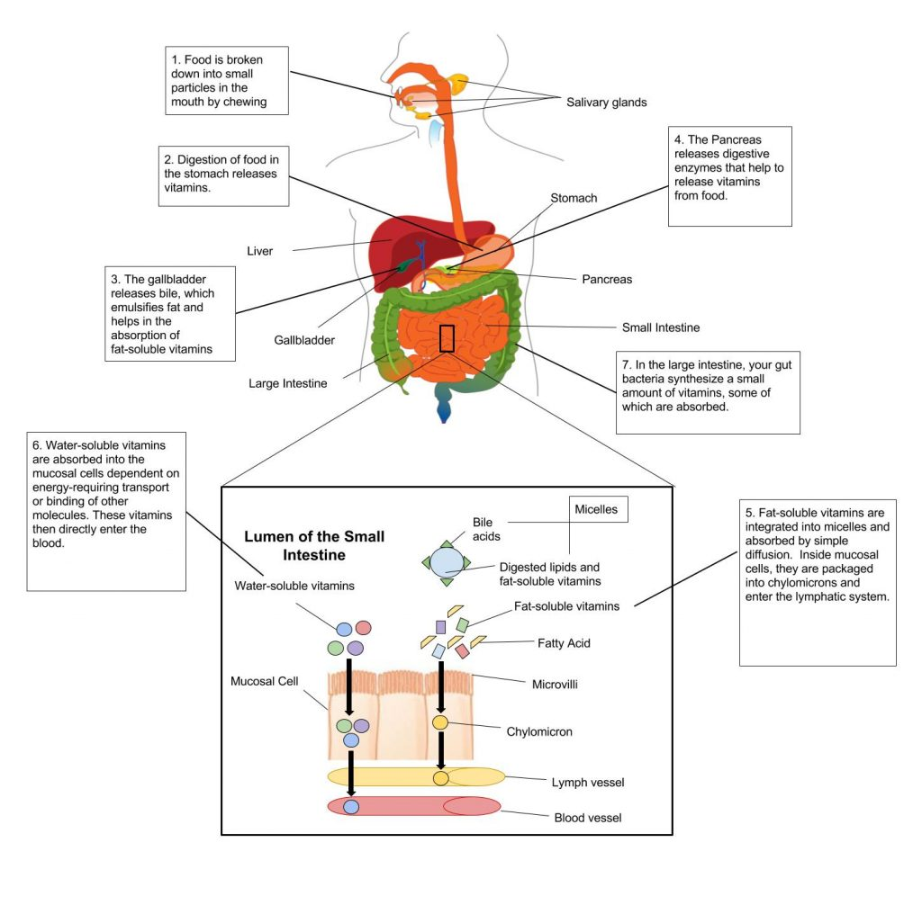 A diagram shows the gastrointestinal tract and what happens to vitamins in each organ of the intestinal tract.