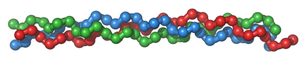 Three amino acid strands (blue, green and red) come to form the triple helix structure of collagen.