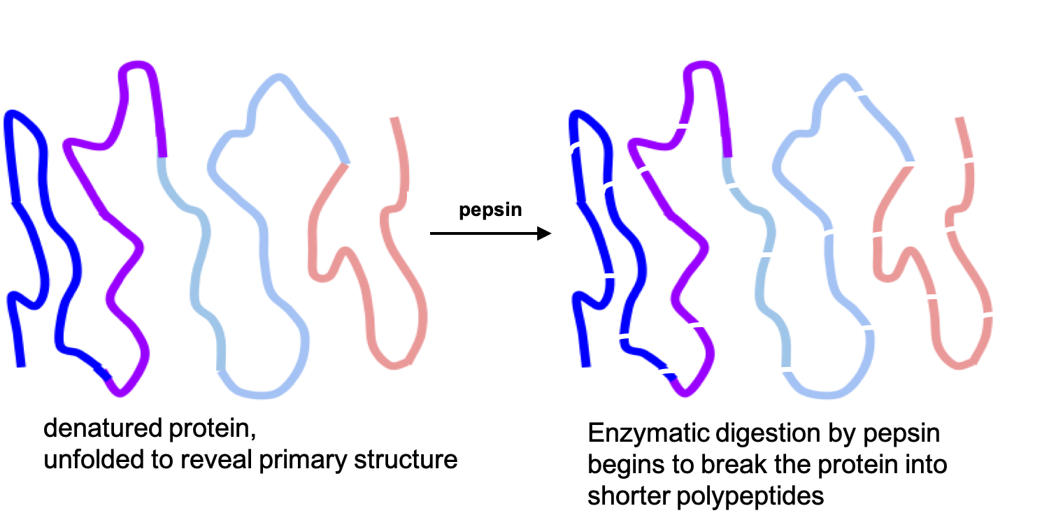 After denaturation by hydrochloric acid, the line is smoothed out, showing it is unfolded. Then with the action of digestive enzymes like pepsin, the line breaks into smaller strands representing shorter polypeptides.