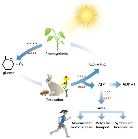 glucose in plants