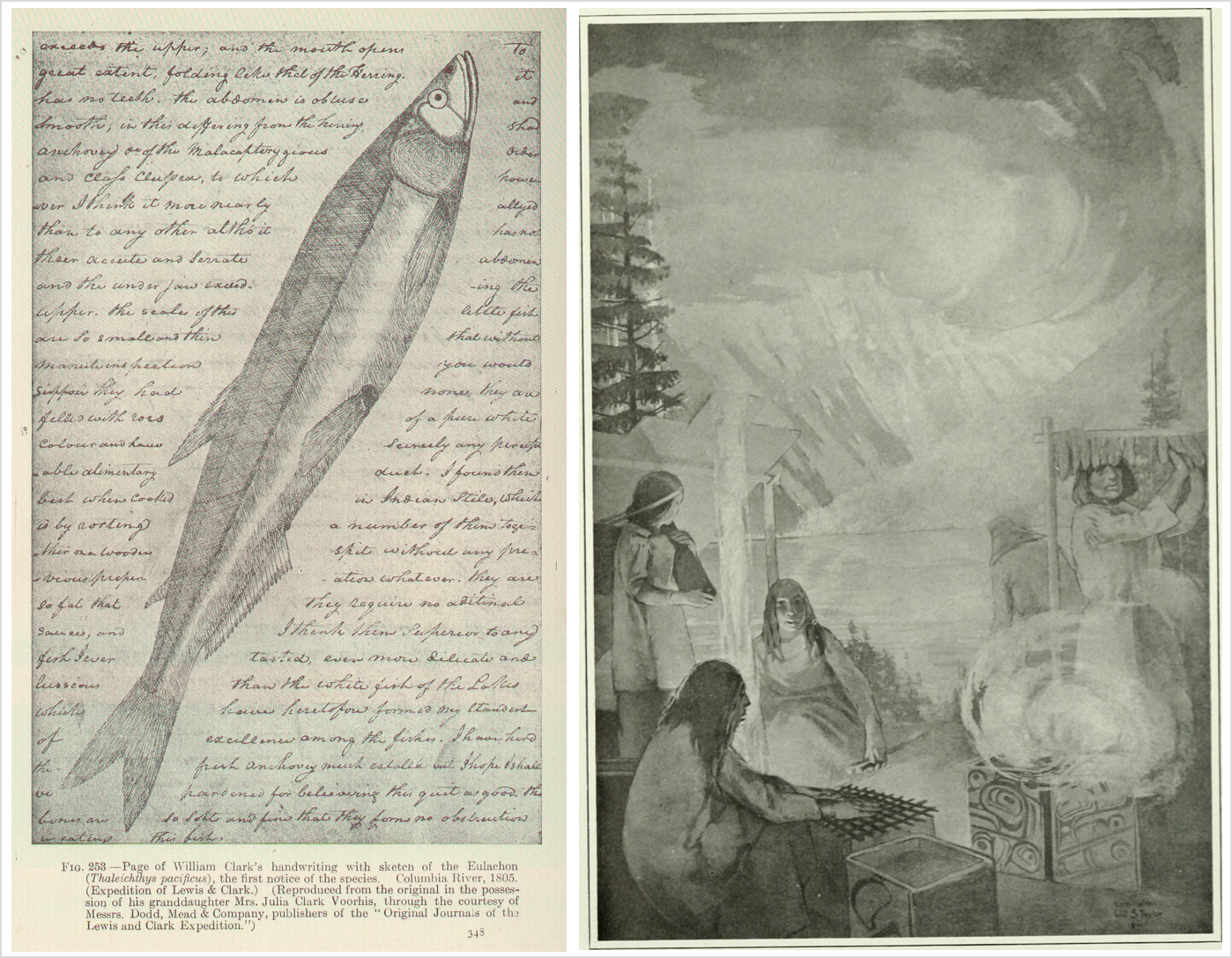 At left is a page from William Clark's journal, showing his handwritten entry and a large sketch, which appears to be made in pencil, of a eulachon smelt stretching diagonally across the page. At right, a black-and-white drawing or etching of a Tsimshian family making eulachon butter, showing family members working together on the bank of a river with tall trees and mountains framing the image.