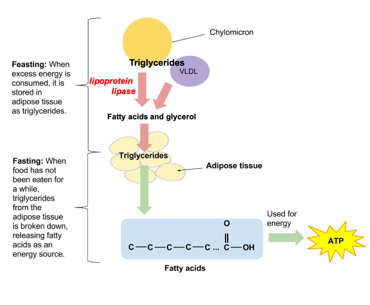 This cartoon figure shows that triglycerides in chylomicrons and VLDL are removed by lipoprotein lipase on cells, breaking triglycerides down to fatty acids and glycerol. These can be used for energy right away or stored for later use.