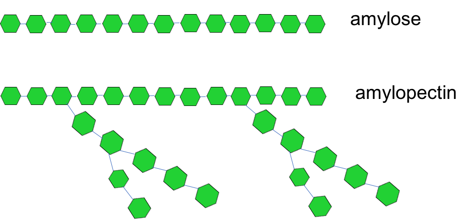 The figure shows simple schematics of two types of starch: amylose and amylopectin. Amylose is depicted as a chain of green hexagons (each representing glucose) linked together. Amylopectin is depicted as a chain of green hexagons with several branch points in it.