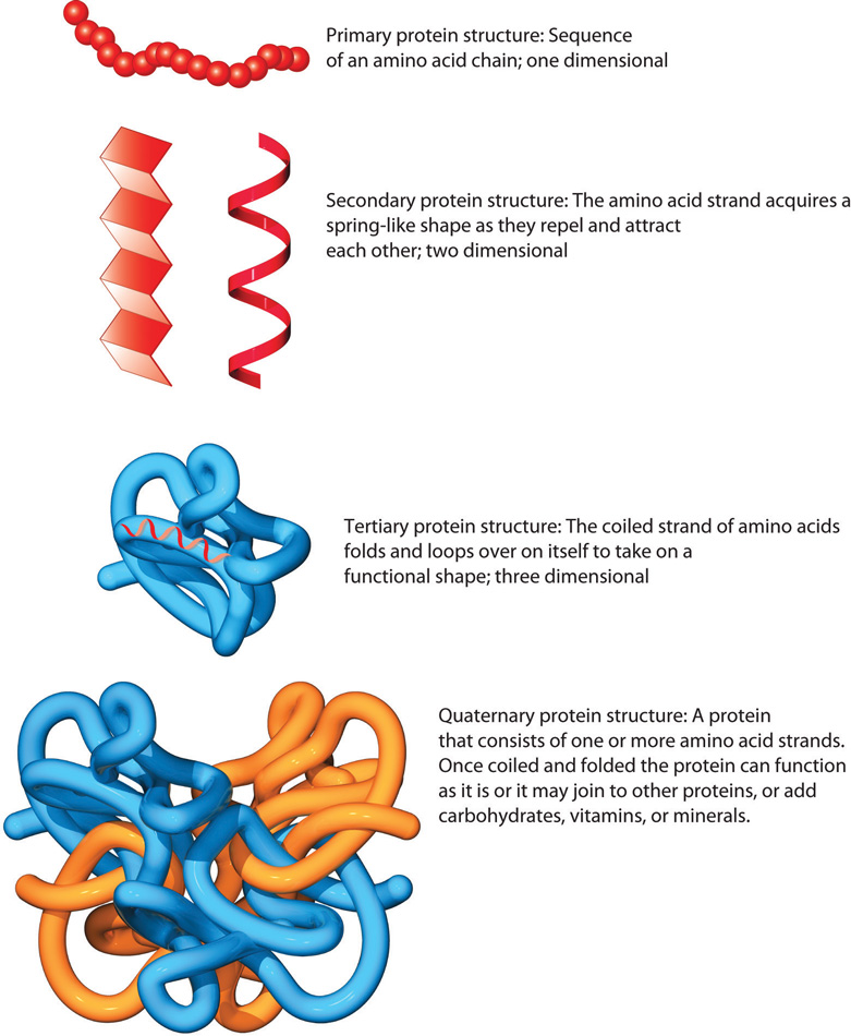 Primary protein structure (one dimensional): sequence of an amino acid chain is illustrated with a string of red circles, which looks similar to a pearl necklace. Secondary protein structure (two dimensional): the amino acid chain acquires a spring-like shape which is illustrated by a red piece of ribbon curling in a coil. Tertiary protein structure (three dimensional): the coiled strand of amino acids folds and loops over on itself to take on a functional shape which is illustrated by a blue tube folding upon itself. Quaternary protein structure: a protein that consists of one or more amino acid strands which is illustrated by 4 different amino acid strands (two blue and two yellow) which have come together to form a protein.