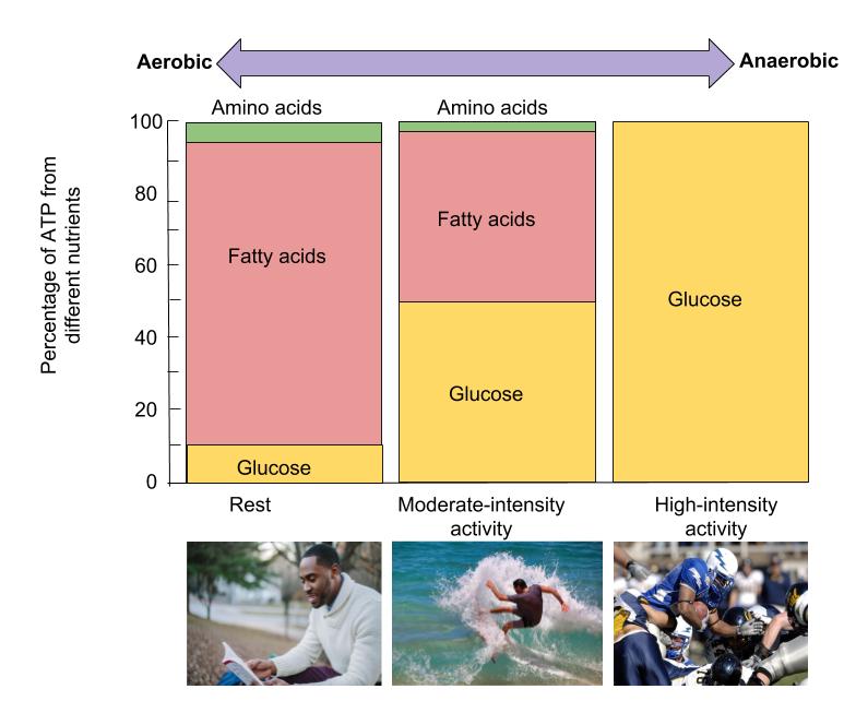 A chart depicts how the amount of glucose, fatty acids, and amino acids shifts depending on the intensity of the exercise being done. High-intensity activity relies solely on glucose for fuel. Moderate-intensity activity as well as rest use a mixture of glucose, fatty acids, and amino acids.