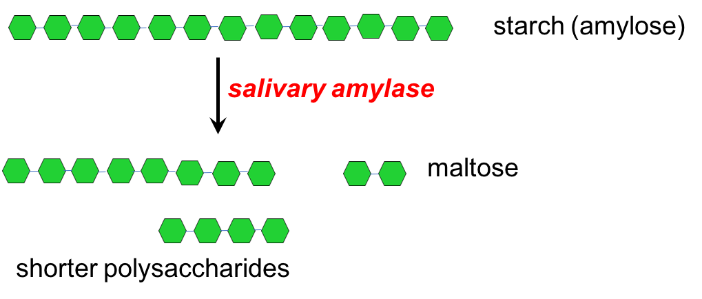 Illustration showing that the enzyme salivary amylase breaks starch into smaller polysaccharides and maltose. The image shows a long chain of starch (shown as green hexagons) that is then broken into shorter lengths, including maltose, by salivary amylase.