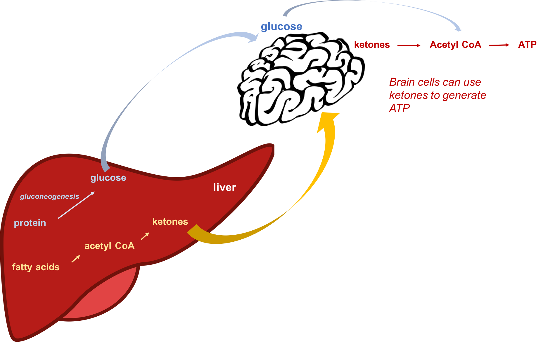 Schematic showing that during starvation or when consuming a low-carbohydrate diet, protein (amino acids) can be used to make glucose by gluconeogenesis, and fats can be used to make ketones in the liver. The brain can adapt to using ketones as an energy source in order to conserve protein and prevent muscle wasting.