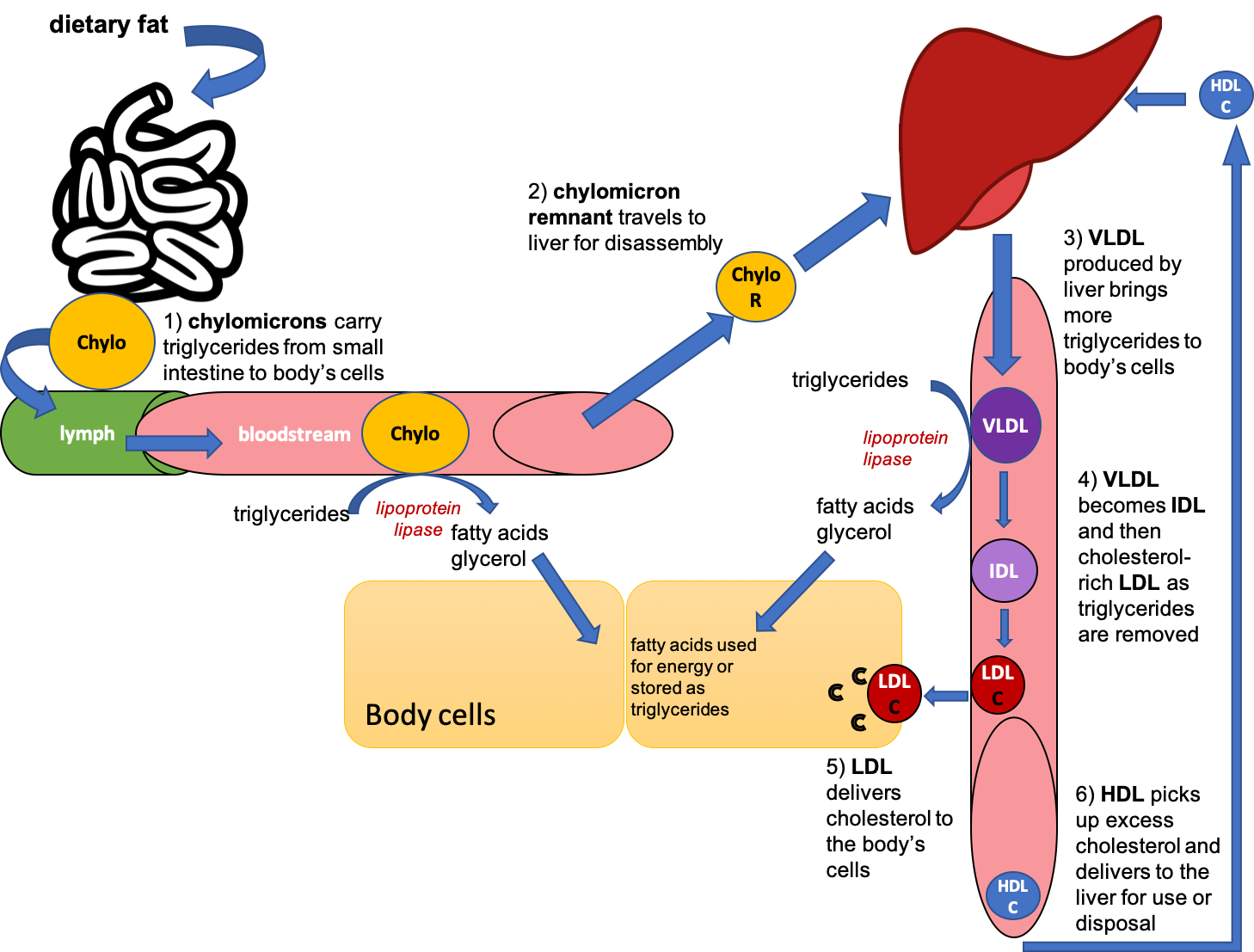 This cartoon diagram shows dietary fat entering the small intestine, being packaged in chylomicrons, and then being carried into the lymph and then bloodstream. Chylomicrons deliver triglycerides to the body's cells, and then chylomicron remnants travel to the liver. The liver produces VLDL, which also delivers triglycerides to the body's cells, and as triglycerides are removed, become IDL and LDL. HDL picks up excess cholesterol and returns it to the liver.