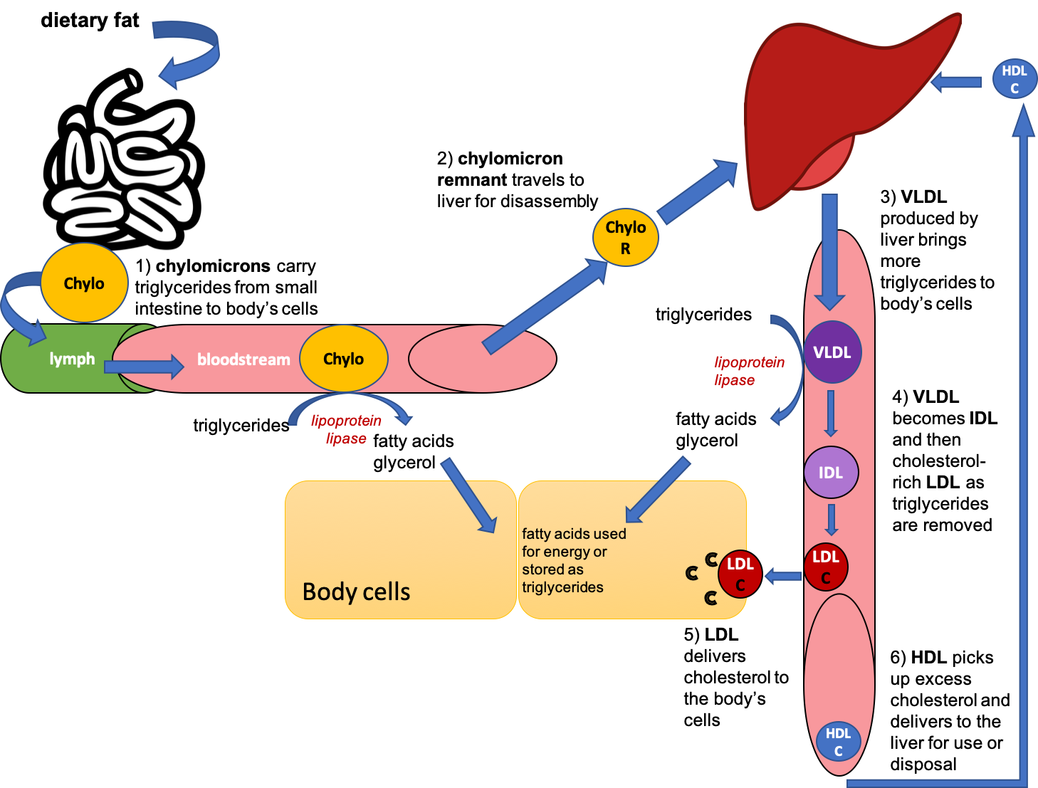 lipid-transport-storage-and-utilization-nutrition-science-and