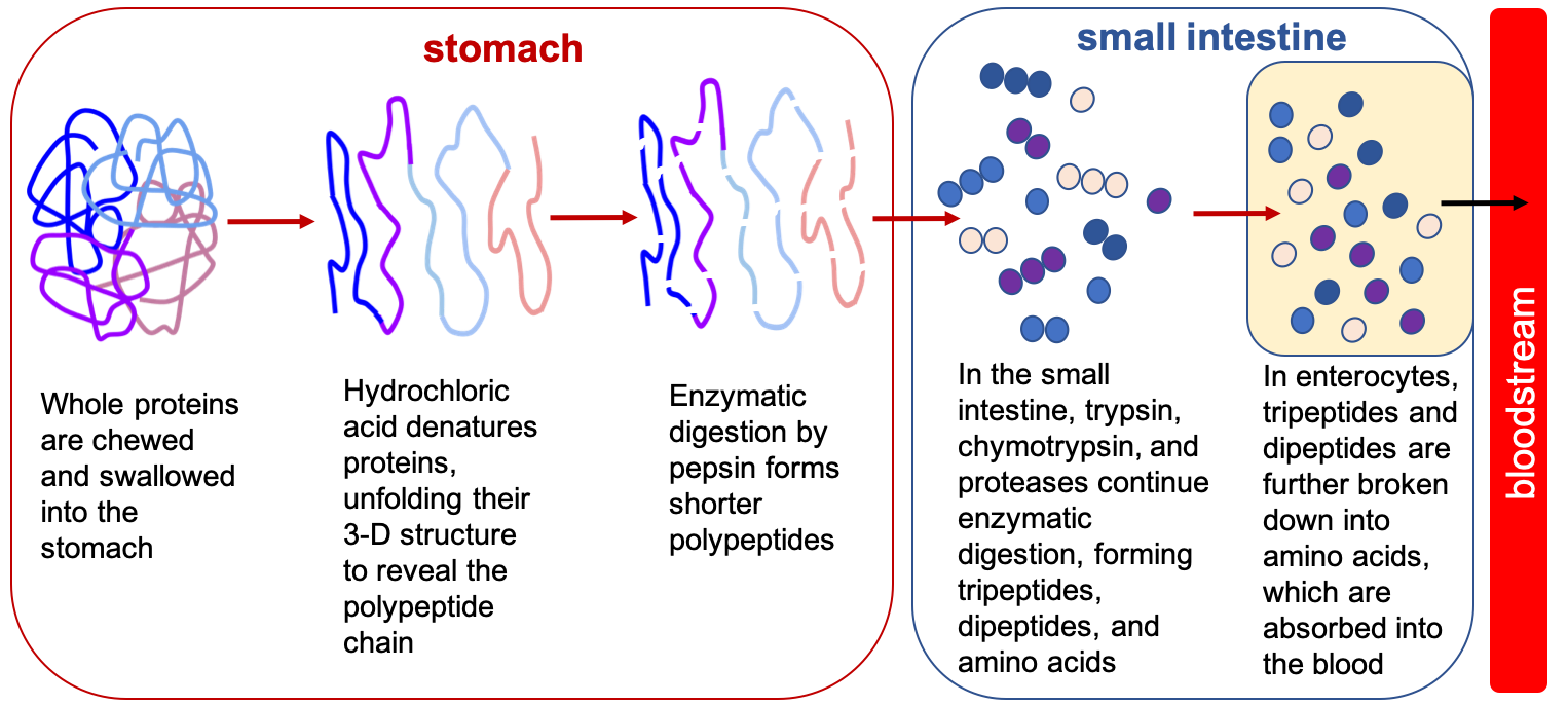 In a simplified cartoon, a protein is represented by a thick line crossing over itself, like a jumble of yarn, representing a protein folded into its tertiary/quaternary structure. After denaturation by hydrochloric acid, the line is smoothed out, showing it is unfolded. Then with the action of digestive enzymes like pepsin, the line breaks into smaller strands representing shorter polypeptides. In the small intestine trypsin, chymotrypsin, and proteases continue enzymatic digestion, forming tripeptides, dipeptides and amino acids which are illustrated by different colors of circles. In enterocytes, tripeptides and dipeptides are further broken down into amino acids (illustrated by single circles) which are absorbed into the blood.