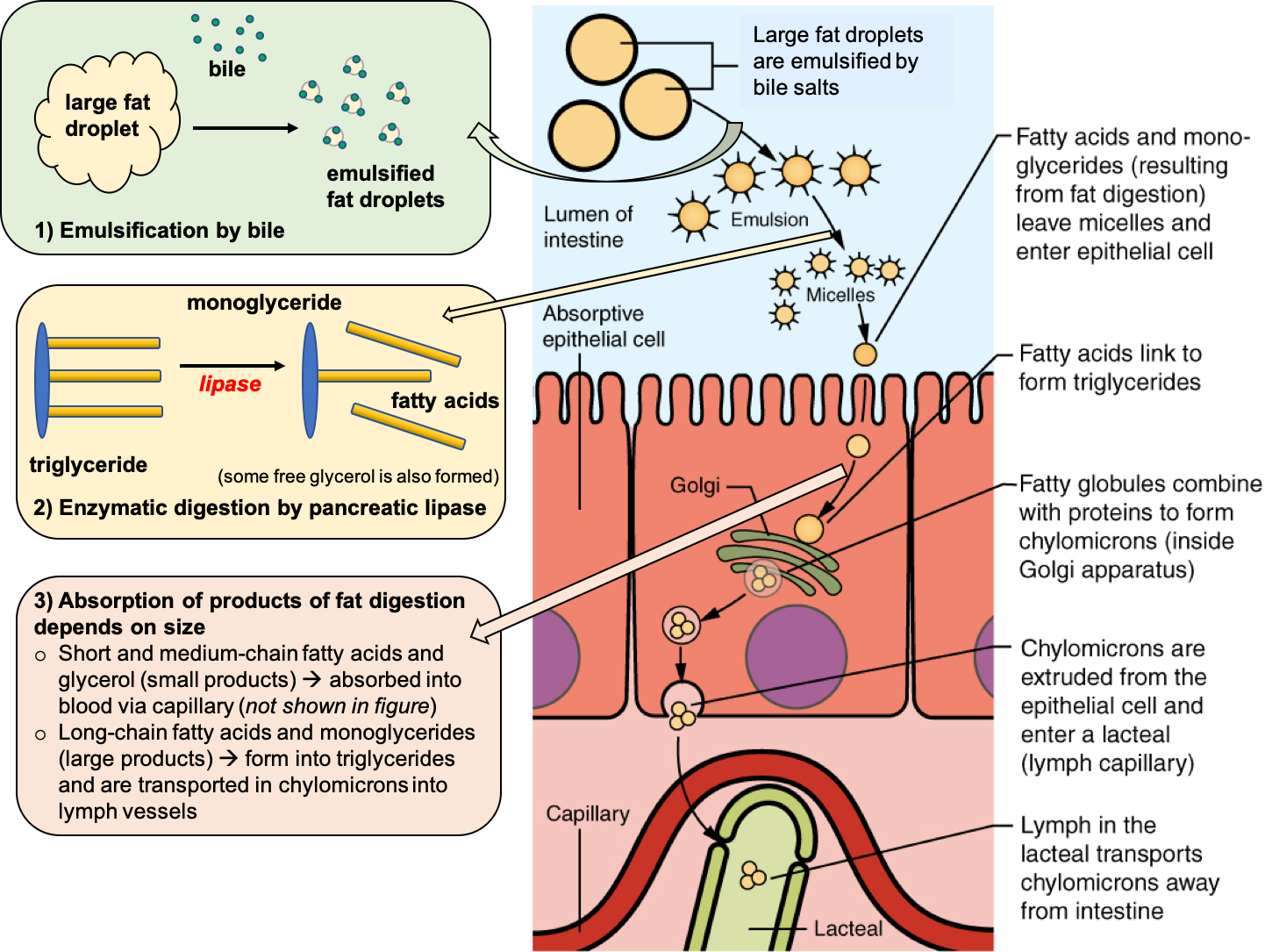 A cartoon diagram summarizes the steps of emulsification, enzymatic digestion, and absorption of lipids in the small intestine. The diagram shows large fat droplets being emulsified to smaller droplets, then being incorporated into micelles in order to bring them to the edge of the enterocytes. Then, fatty acids are absorbed into the enterocytes and incorporated into chylomicrons in the golgi of the cell, finally being absorbed into the lacteal to enter the lymph.