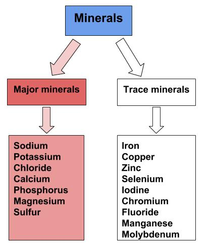 A flow chart shows how minerals are categorized as major minerals and trace minerals. The flow chart lists which minerals are major minerals and which minerals are trace minerals.