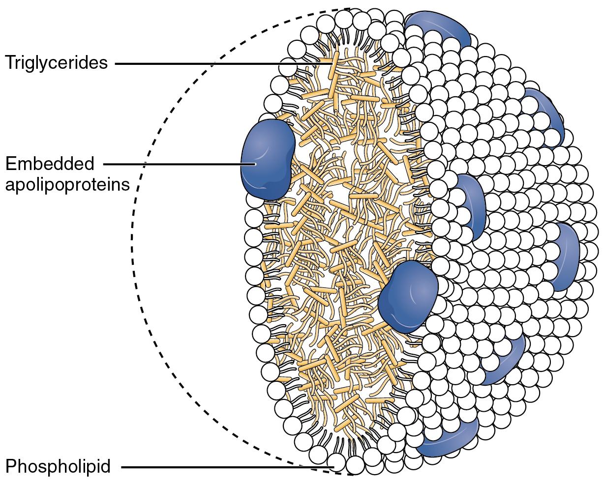 Cartoon diagram showing the structure of a chylomicron. The interior is stuffed with triglycerides, shown in light yellow. The exterior is made up of phospholipids, shown in white and oriented with their fatty tails towards the inside of the chylomicron, and dotted with embedded apolipoproteins, shown in blue.