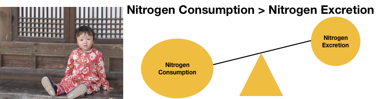 Positive nitrogen balance as illustrated here with a balance scale is when consumption outweighs excretion. This is also illustrated with a healthy young child from Seoul.