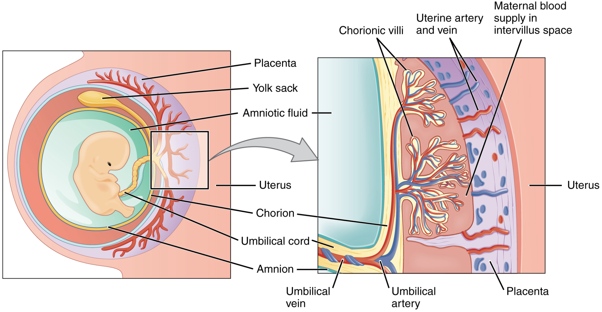 A two-part diagram shows (at left) the position of the developing fetus within the uterus, with umbilical cord connecting it to the placenta; and (at right) the structure of the placenta, with umbilical blood entering the chorionic villi, where it comes in close proximity to maternal blood.