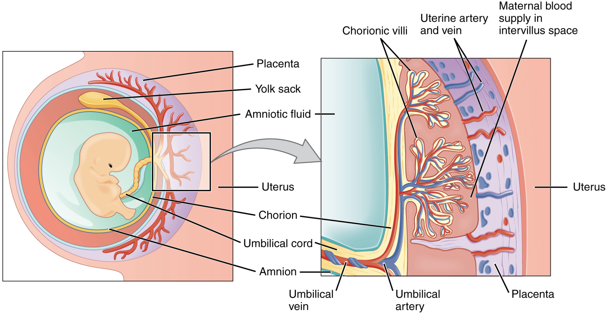 Nutrition in Pregnancy and Lactation – Nutrition: Science and