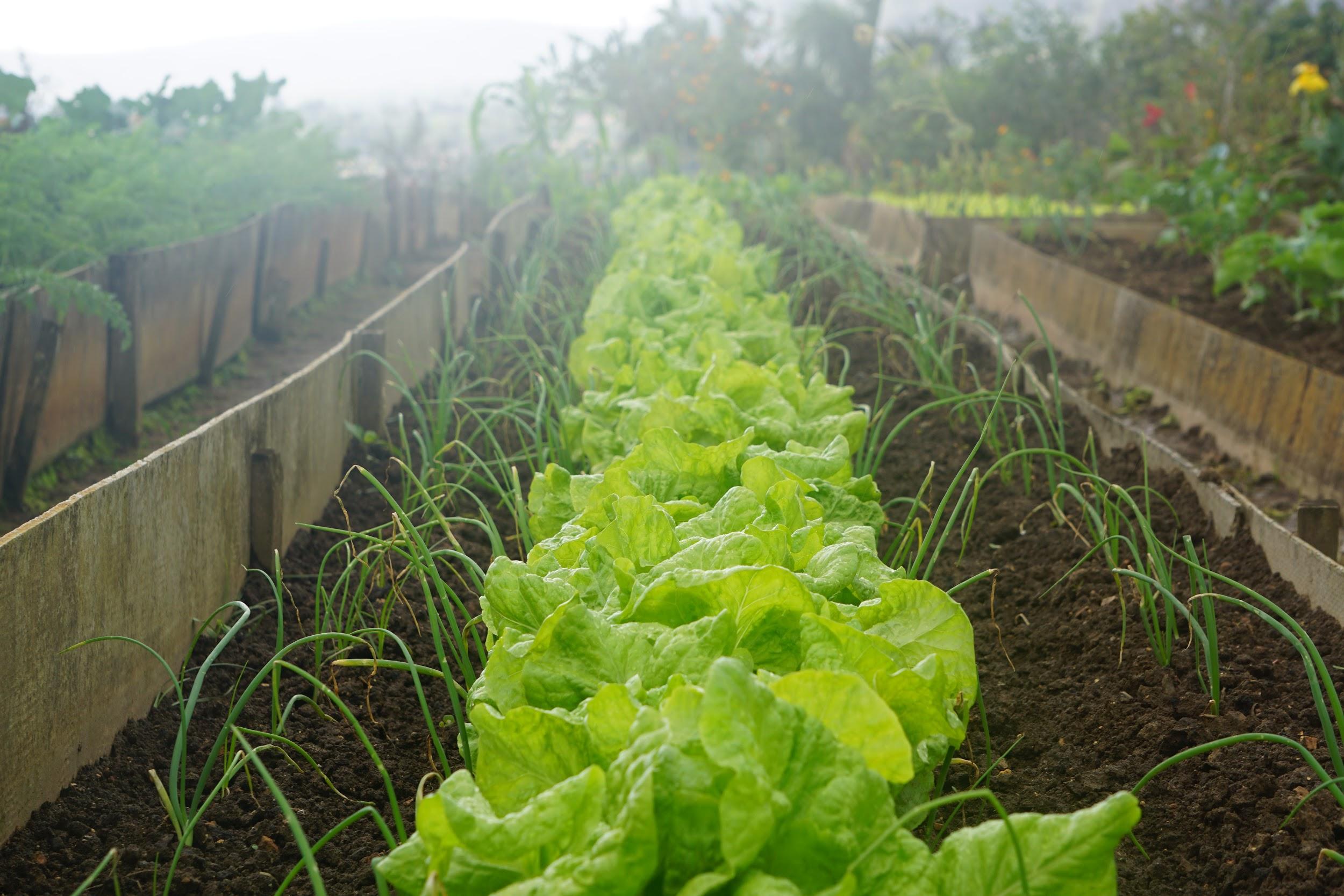 Green leafy vegetables are shown growing in a field of rich, brown soil.