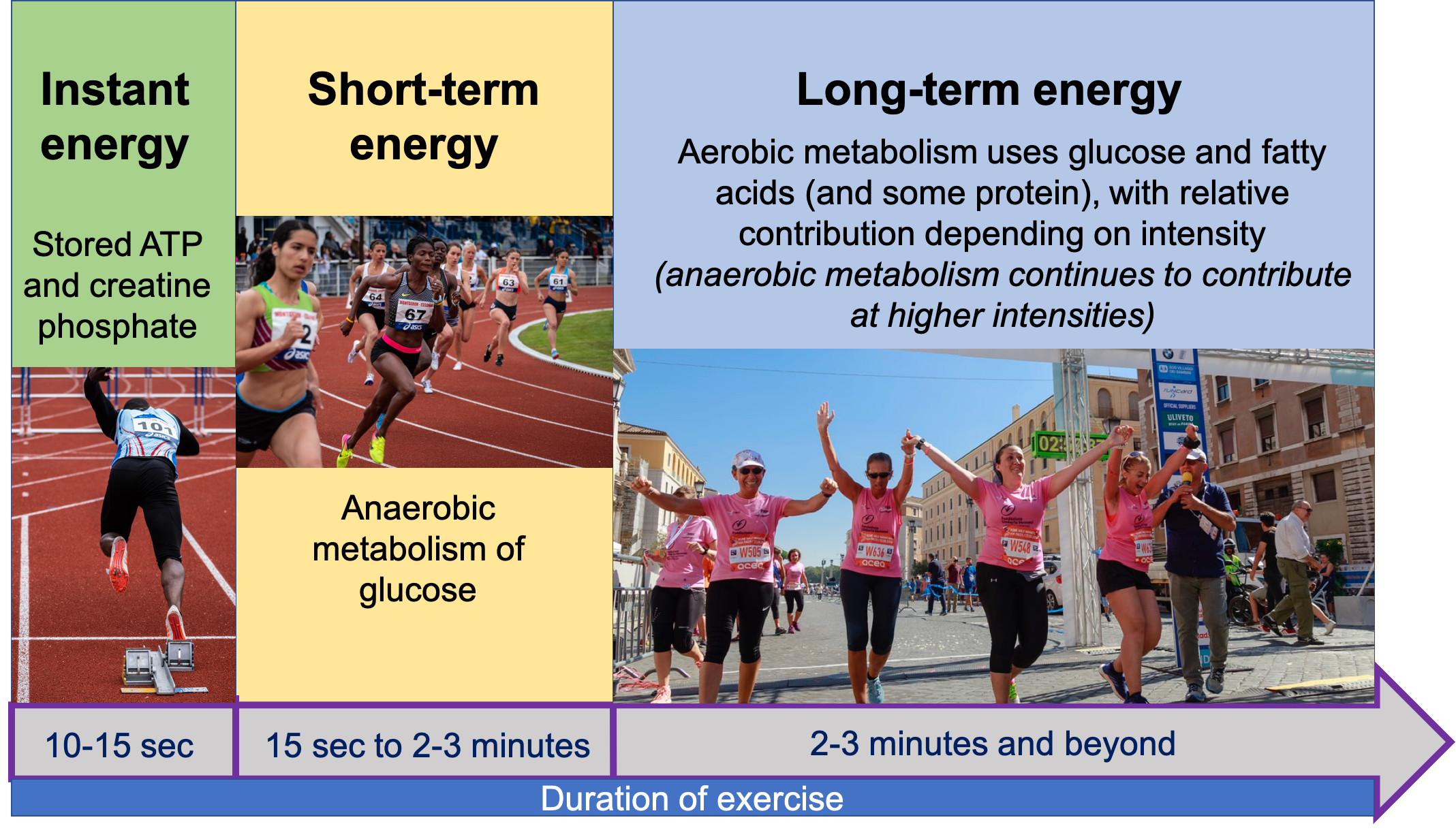 The image shows 3 main energy systems used to fuel exercise and how they change with duration of exercise. The left panel shows instant energy coming from stored ATP and creatine phosphate for the first 10-15 seconds of exercise, illustrated with a photo of a man leaving the starting blocks on a track. The middle panel shows short-term energy coming from anaerobic metabolism of glucose, fueling 15 seconds to 2-3 minutes of exercise, illustrated by a photo of women rounding the track during a race. The right panel shows long-term energy fueled by aerobic metabolism of glucose, fatty acids, and protein, with relative contribution depending on intensity and with anaerobic metabolism continuing to contribute at higher intensities. This panel is illustrated by a group of women crossing the finish line at a half marathon.