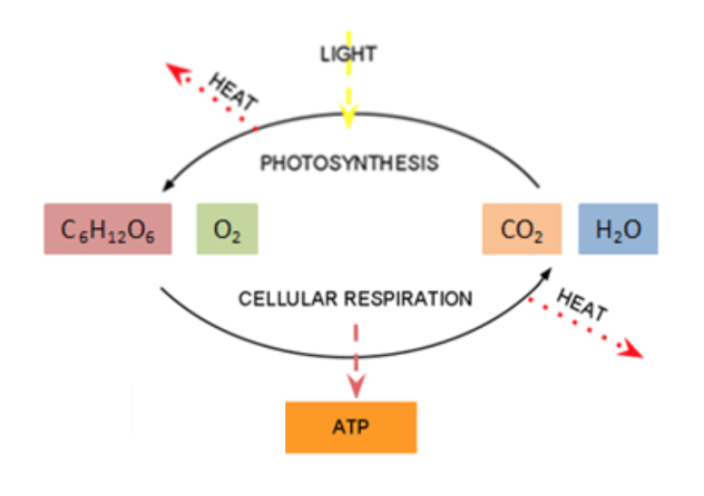 This illustration shows the relationship between the reactions of photosynthesis and cellular respiration is opposite. What one produces, the other uses, and vice versa.
