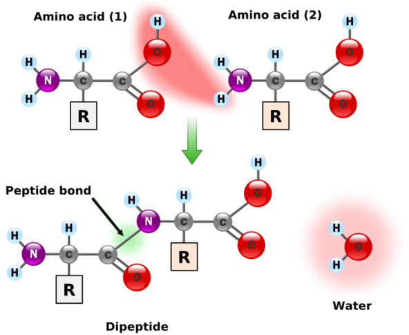 shows two amino acids coming together to form a peptide bond. the nitrogen in the amine group of an amino acid bonds to the carbon in the carboxylic group of another amino acid and water is removed in the process. (OH from carboxylic group, and H from amine group)