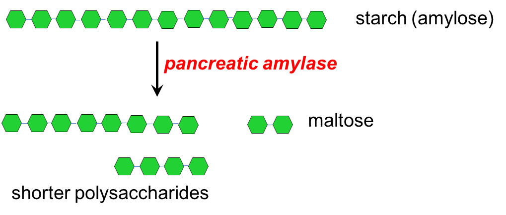 Illustration showing that the enzyme pancreatic amylase breaks starch into smaller polysaccharides and maltose. The image shows a long chain of starch (shown as green hexagons) that is then broken into shorter lengths, including maltose, by pancreatic amylase.