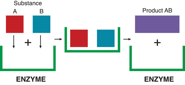 The enzyme is represented by a green half rectangle. The individual squares A and B are able to fit within this enzyme. With the help of the enzyme, the substances A and B become a new product AB which is a rectangle.