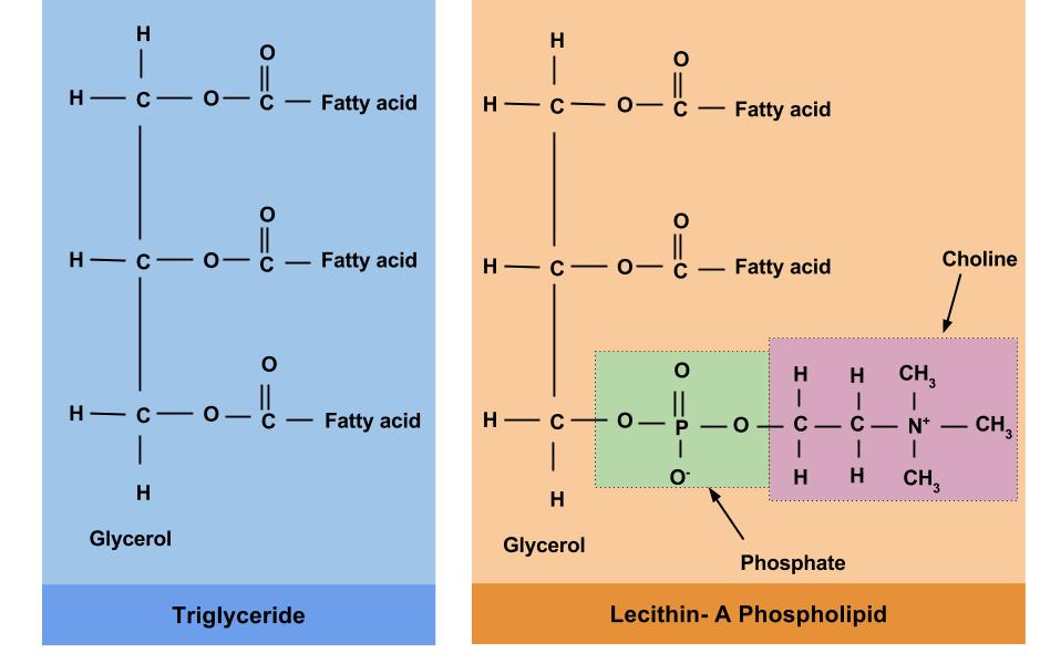 The structural difference between a triglyceride (on the left) and a phospholipid (on the right) is in the third carbon position, where the phospholipid contains a phosphate group instead of a fatty acid.