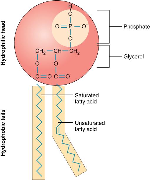 A drawing of a phospholipid molecule consisting of a polar phosphate “head,” which is hydrophilic, and a non-polar lipid “tail,” which is hydrophobic.