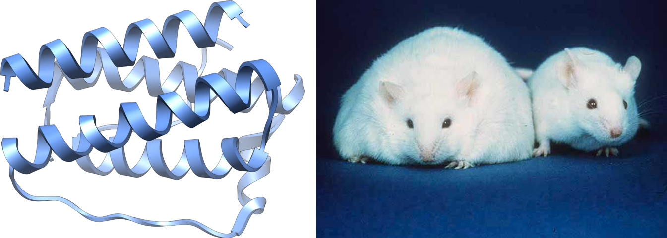 On the left is a computer drawing of the structure of leptin protein. On the right is a photograph of two white mice, one extremely obese and the other a normal weight.