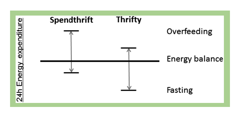A graph showing how 24-hour energy expenditure differs between people with a spendthrift metabolism and a thrifty metabolism. In situations of both overeating and fasting, people with a spendthrift metabolism burn more calories throughout the day than people with a thrifty metabolism.