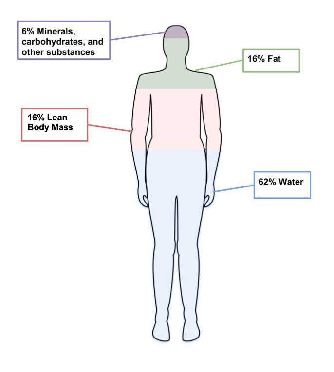 An outline of a human body horizontally divided into 4 parts: 62% water, 16% lean body mass, 16% fat, and 6% minerals and other substances.