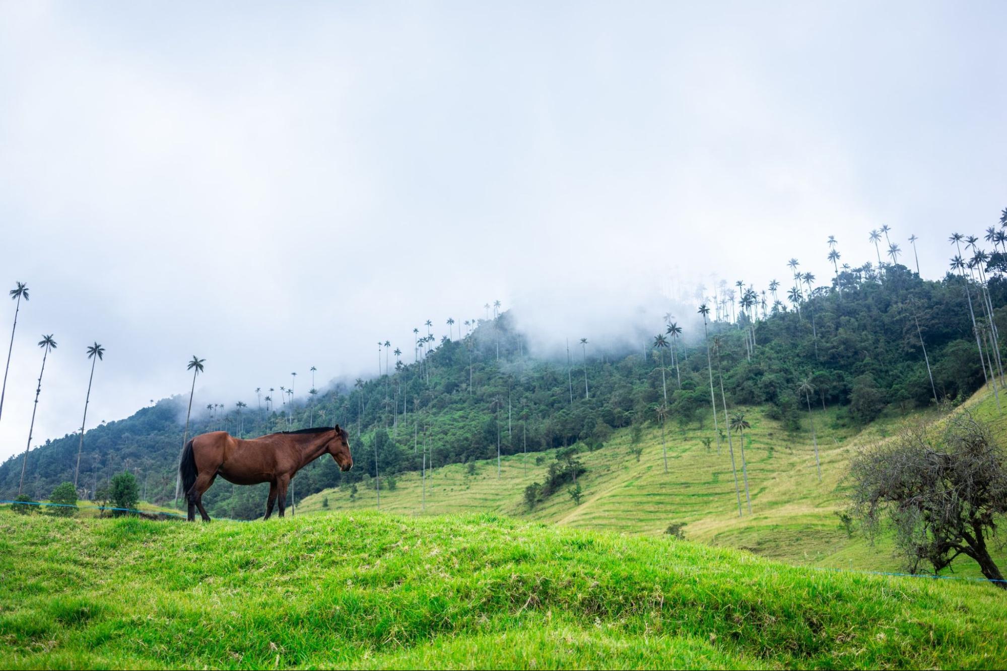 A horse grazes in a lush, green valley.