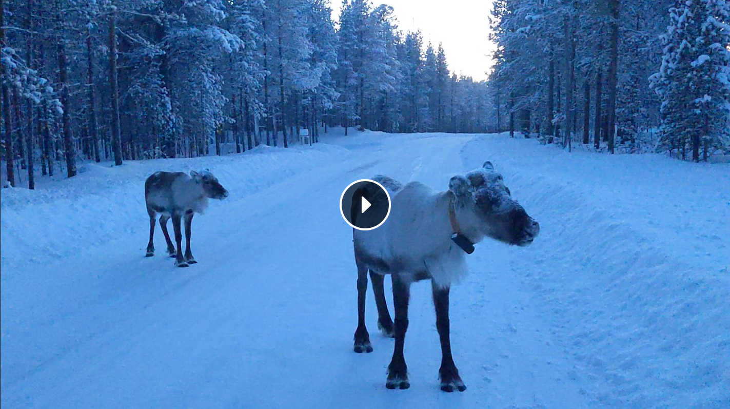 Video player link showing two reindeer standing on a snowy road, either side flush with trees.