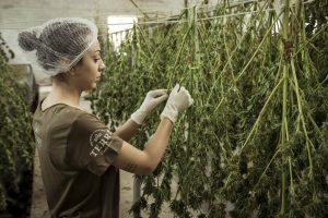 woman in hairnet, wearing scrubs and gloves separating marijuana plant leaves that are hanging upside down drying