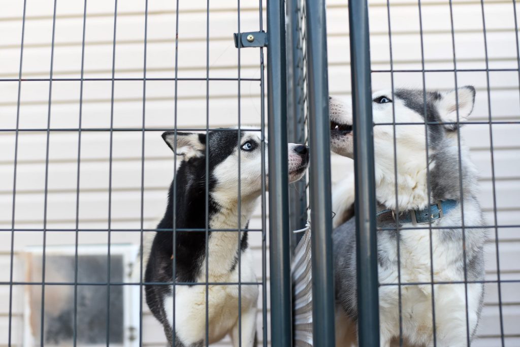 two dogs in cages