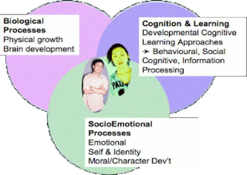 A diagram of the processes of human development. Three overlapping circles, similar to a Venn diagram, represent biological processes, socioemotional processes, and cognition and learning. Biological processes include physical growth and brain development. Socioemotional processes include emotional, self and identity, and moral/character development. Cognition and learning includes developmental cognitive, learning approaches, as well as behavioral, social, and cognitive information processing.