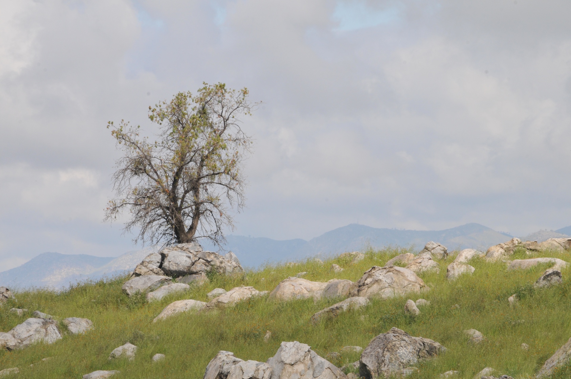 Rocks and a tree on a hillside.