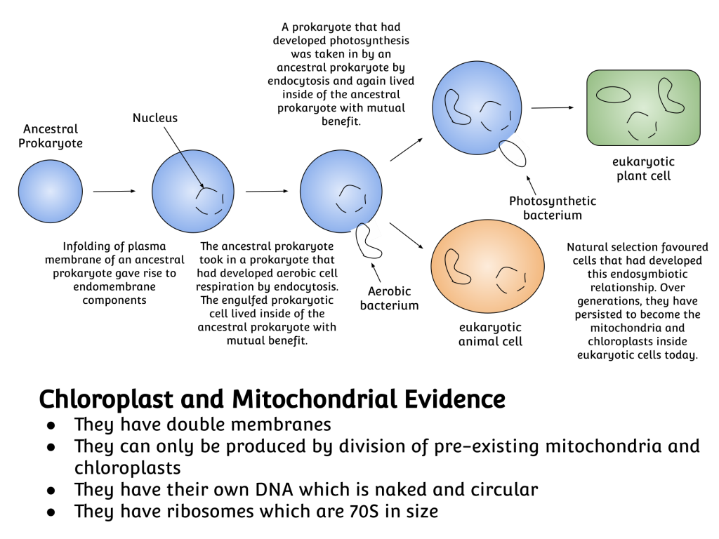 An ancestral prokaryote formed a nucleus then engulfed another prokaryote such as an aerobic bacteria (a precursor to the mitochondria), and it worked better for both organisms to live together.