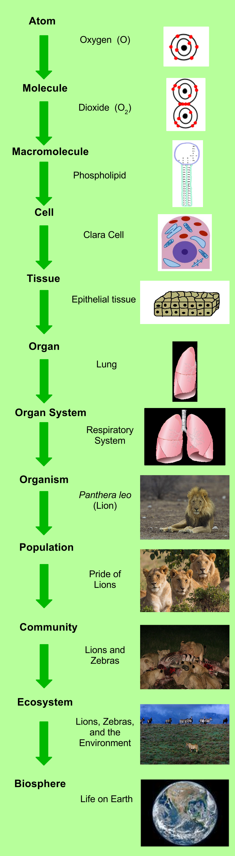 The simplest unit in this hierarchy is the atom, like oxygen. Two or more atoms is a molecule, like a dioxide. Many small molecules may combine in a chemical reaction to make up a macromolecule, such as a phospholipid. Multiple macromolecules form a cell, like a club cell. A group of cells functioning together as a tissue, for example, Epithelial tissue. Different tissues make up an organ, like a lung. Organs work together to form an organ system, such as the Respiratory System. All of the organ systems make a living organism, like a lion. A group of the same organism living together in an area is a population, such as a pride of lions. Two or more populations interacting with each other form a community, for example, lion and zebra populations interacting with each other. Communities interacting not only with each other but also with the physical environment encompass an ecosystem, such as the Savanna ecosystem. All of the ecosystems make up the biosphere, the area of life on Earth.