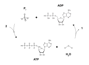 Chemical structure of ATP allows it to easily convert into ADP when releasing energy, and then converted back into ATP to store energy.