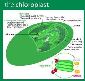 A chloroplast with the inner complexity revealed, including DNA rings, ribosomes, the thylakoids and the various spaces that organize the reactions that occur within the chloroplst.