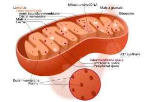 Image shows a mitochondria with its own DNA and ribosomes, as well as the highly folded inner membrane which organizes the reactions of aerobic respiration.