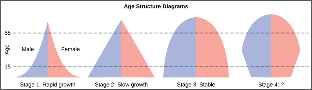 For the four different age structure diagrams shown, the base represents birth and the apex occurs around age 70. The age structure diagram for stage 1, rapid growth, is shaped like a deflated triangle that starts out wide at the base and rapidly decreases to a narrow apex, indicating that the number of individuals decreases rapidly with age. The age structure diagram for stage 2, slow growth, is triangular in shape, indicating that the number of individuals decreases steadily with age. The age structure diagram for stage 3, stable growth, is rounded at the top, indicating that the number of individuals per age group decreases gradually at first, then increases for the older portion of the population. The final age structure diagram, stage 4, widens from the base to middle age, then narrows to a rounded top. The population type indicated by this diagram is not given, as this is part of the art connection question.