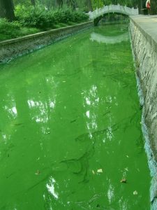 This photo shows a body of water clogged with thick, green algae.