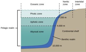 Figure depicts the major divisions in marine biomes. The photic zone is the surface of the ocean where sunlight is readily available. In this region, but close to the shore are the neritic and intertidal zones. Deep in the ocean are the abyssal zone and the benthic realm.